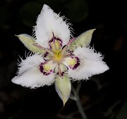 Calochortus lyallii - Lyall's Mariposa Lily 15-0721